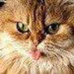 Meet your Posher, Terri